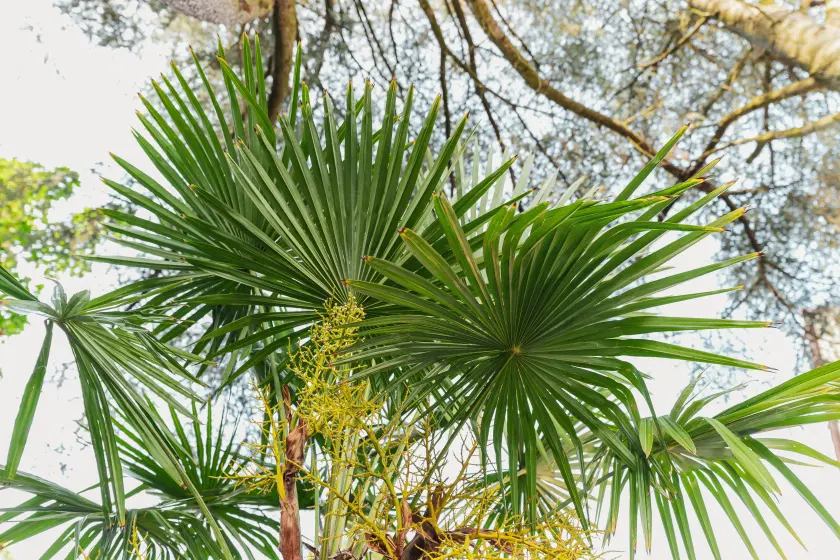 Bild von Palmenwedel.